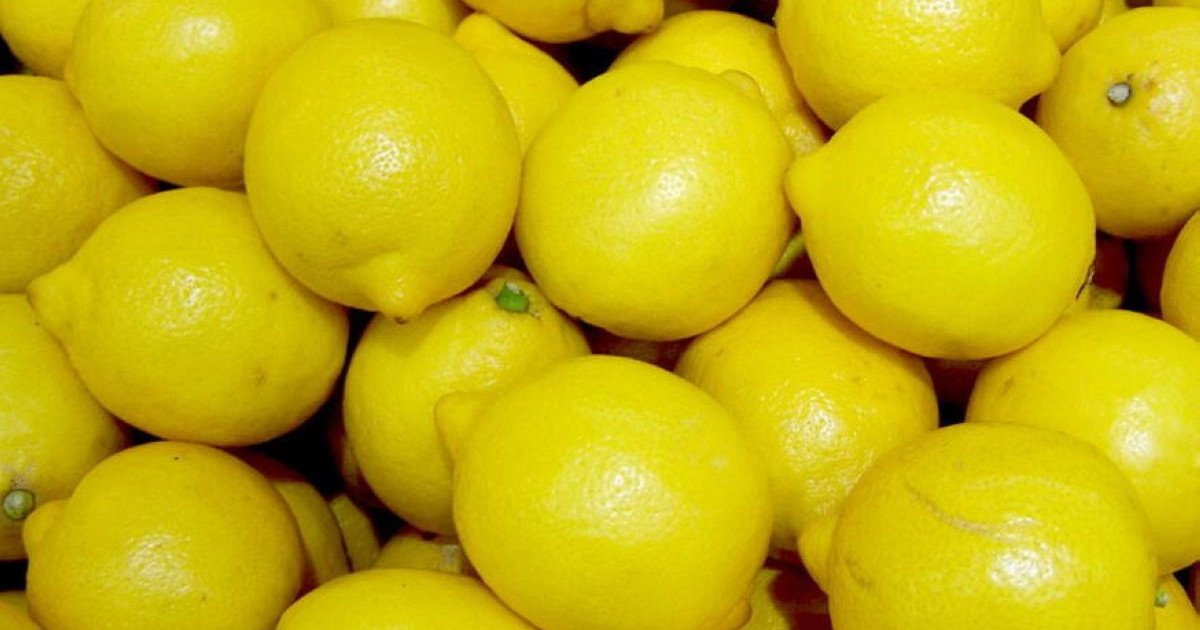 Жамбылдық кәсіпкерлер лимон өсірудің тиімді жолын тапты