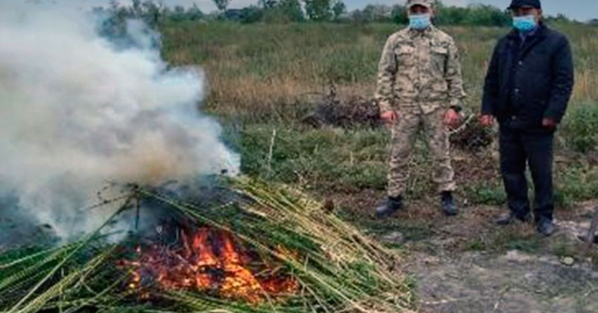 Жамбылда 251 гектар жерді жайлаған 50 тоннадан астам жабайы қарасора жойылды
