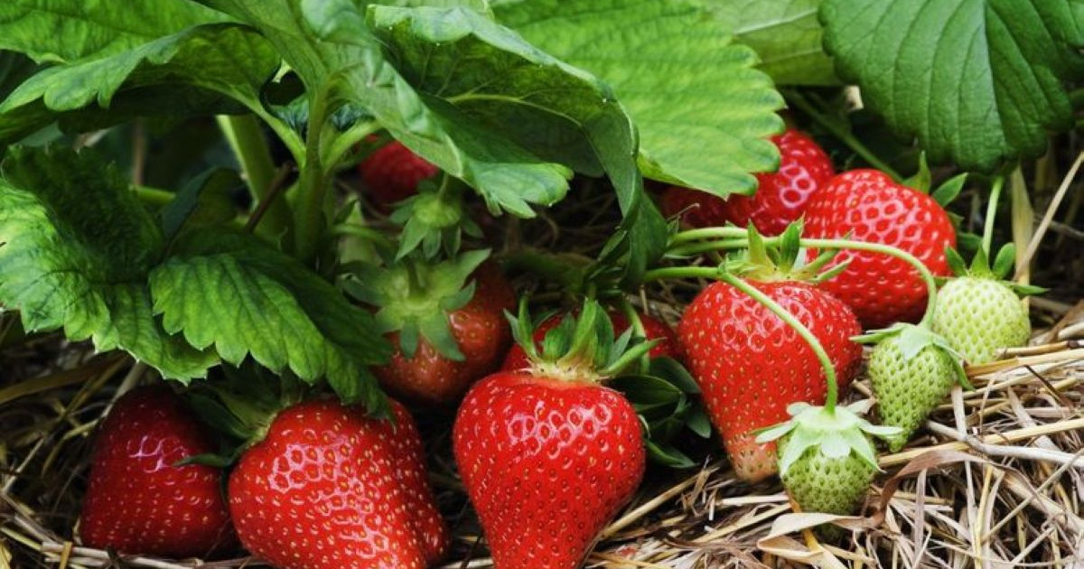 Үлкен сиськи жабылған сперму порно фото