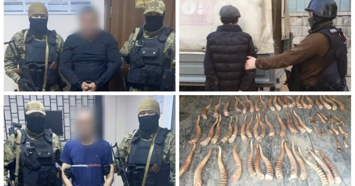 293 дана киік мүйізін сатпақ болған браконьерлер ұсталды
