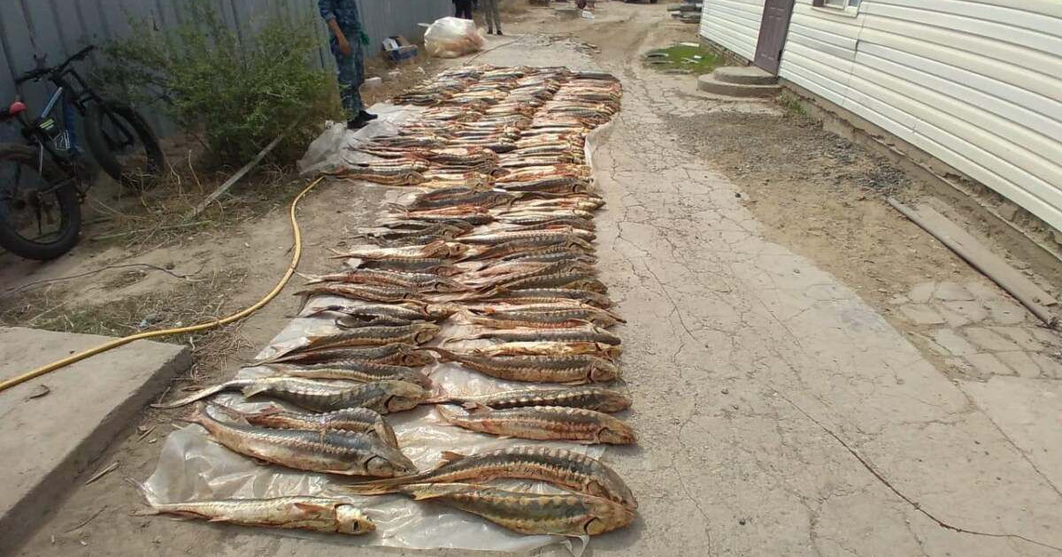 Атырау қаласының тұрғынынан бір тоннаға жуық бекіре тәркіленді
