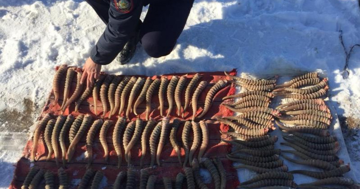 11 адам қамауға алынды: Киік мүйізін сатқандар ұсталып жатыр
