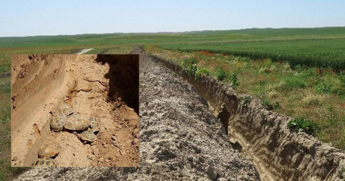 Түркістан аймағында жыландар мен тасбақалар қырылып жатыр