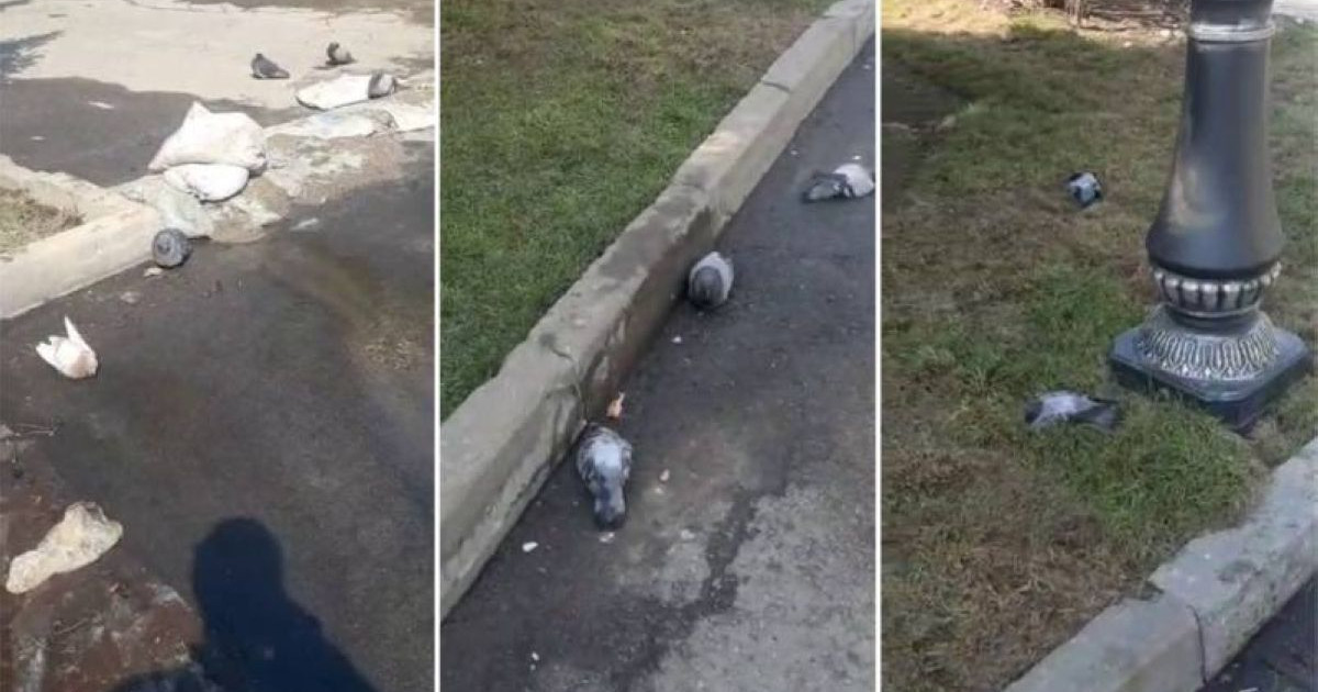 «Қасақана улауы мүмкін». Алматыда құстардың жаппай қырылуы тұрғындардың зәресін ұшырды