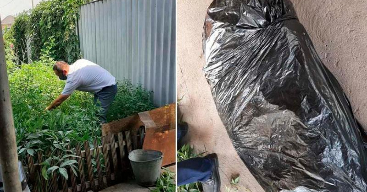 Алматыда немересімен бірге есірткі өсірген зейнеткер ұсталды