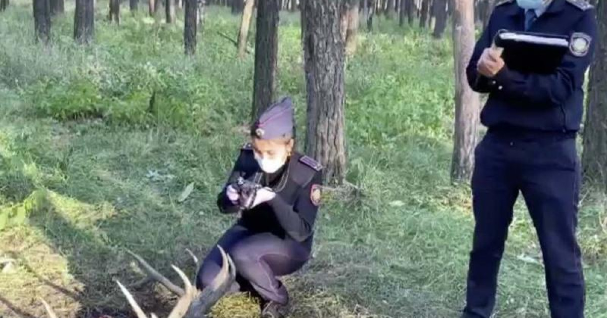 Заңсыз марал атқан: СҚО-да екі қорықшы ұсталды