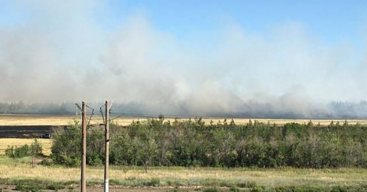 Күдікті ұсталды: Павлодар облысында іс-түссіз жоғалған әйел орманнан өлі табылды