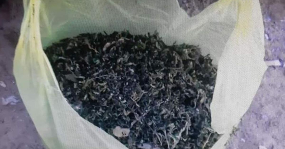 Жамбылдық тұрғыннан жарты тоннадан астам марихуана табылды