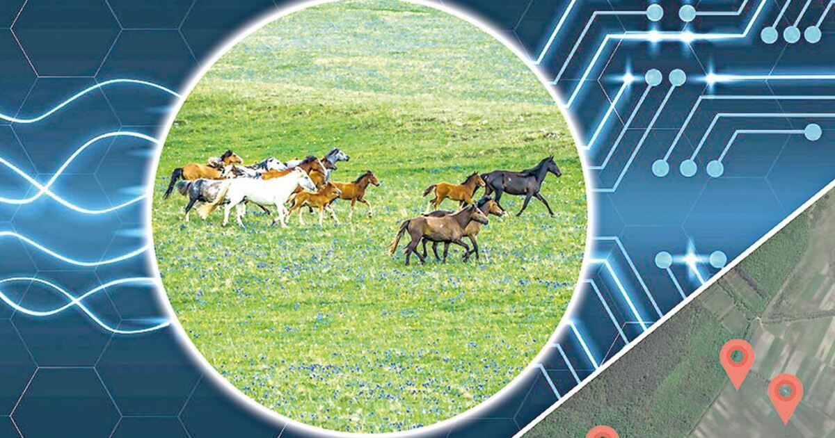 Заманауи құрылғының көмегімен мал ұрлығы әшкереленді