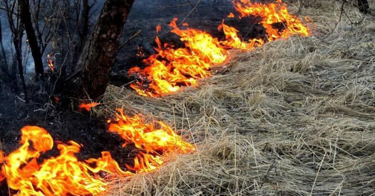 Павлодар облысында электр сымы үзіліп, салдарынан өрт шықты