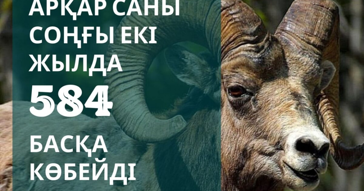 Қазақстанда арқар саны соңғы екі жылда 584 басқа көбейді
