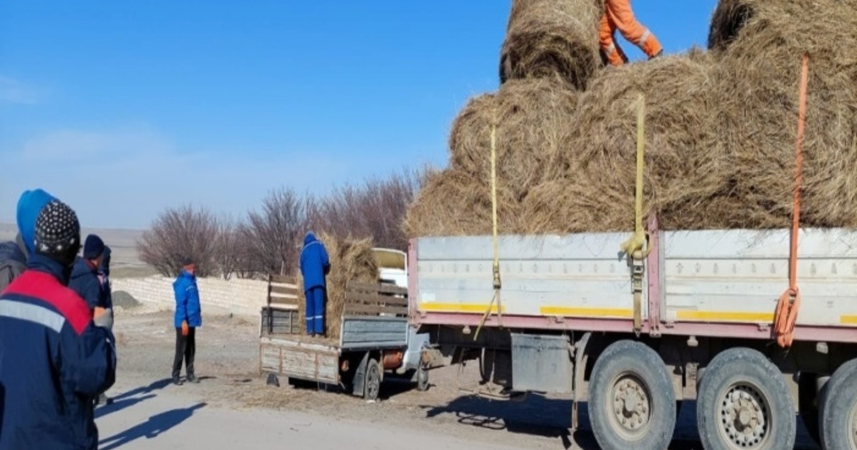 Шайырлықтардың мал азығы мәселесі шешімін тапты
