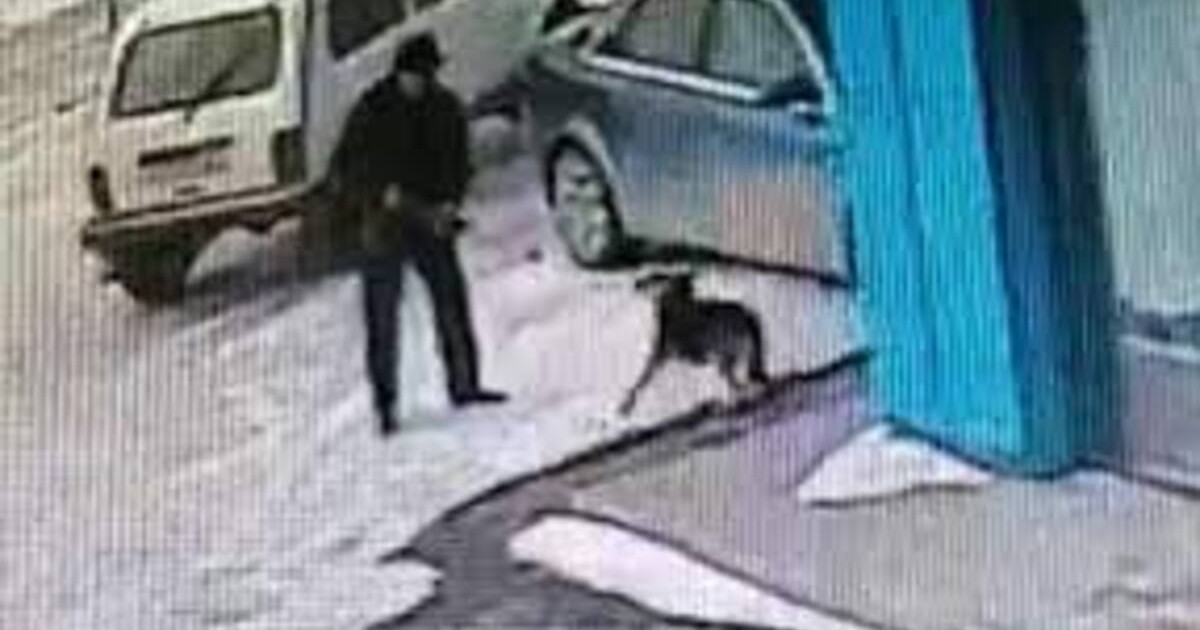 Батыс Қазақстанда ауыл әкімі қаңғыбас иттерге оқ атқан (ВИДЕО)