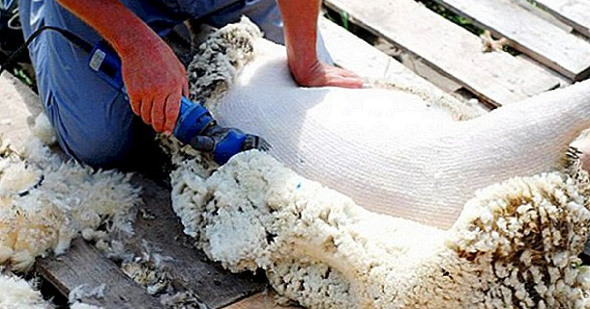 «Шаруалар қырқылған қой жүнінің 73 пайызын өртеп жіберуге мәжбүр» – депутат