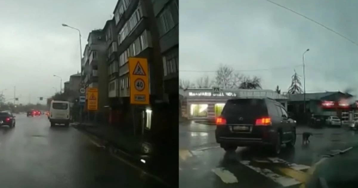 Итті таптап өткен көлік жүргізушісі іздестіріліп жатыр (ВИДЕО)