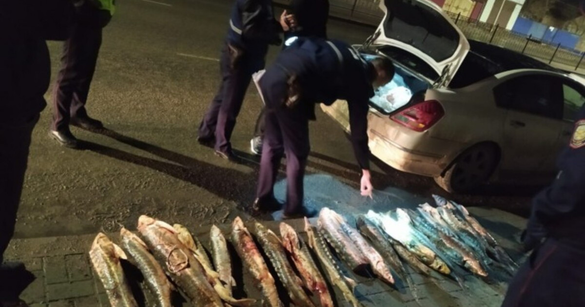 Атырауда бекіре балығын заңсыз тасымалдағандар ұсталды