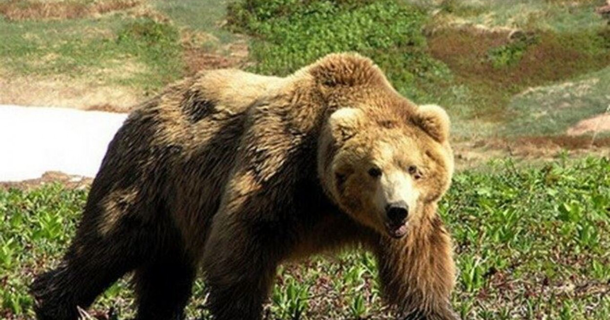 ШҚО-да аюлар мал мен омартаға шабуыл жасап жатыр