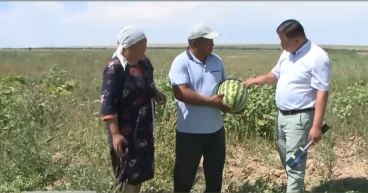 Көпбалалы отбасы қарбыз егіп, мол табысқа кенелді (ВИДЕО)