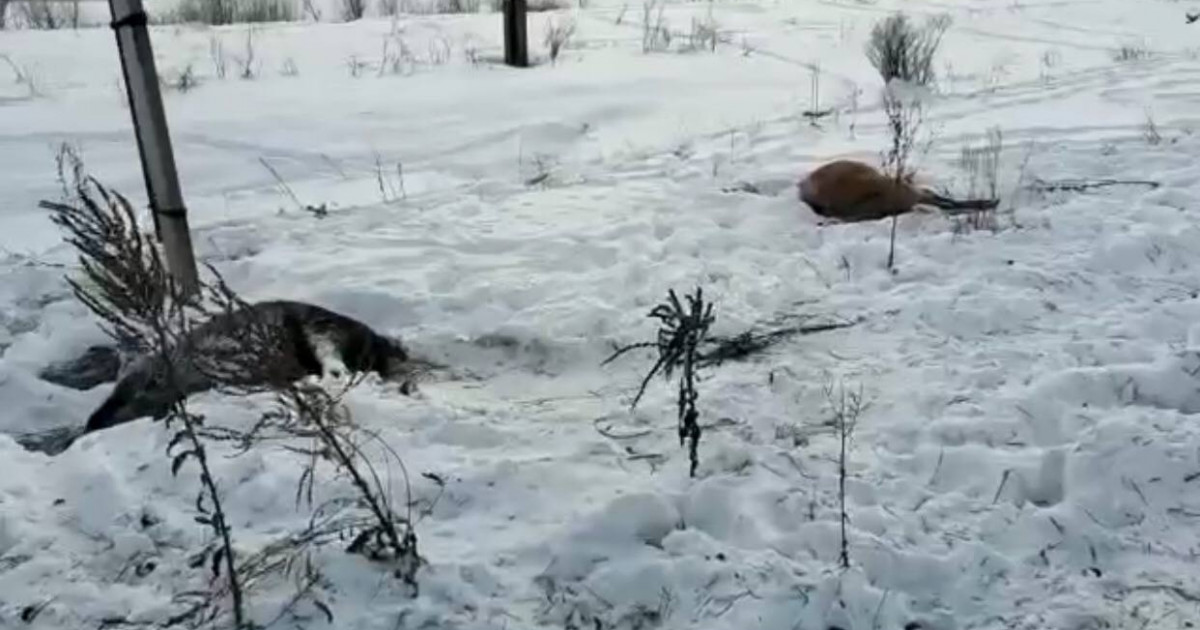 Шығыс Қазақстан облысында жүк пойызы 8 жылқыны қағып кетті (ВИДЕО)