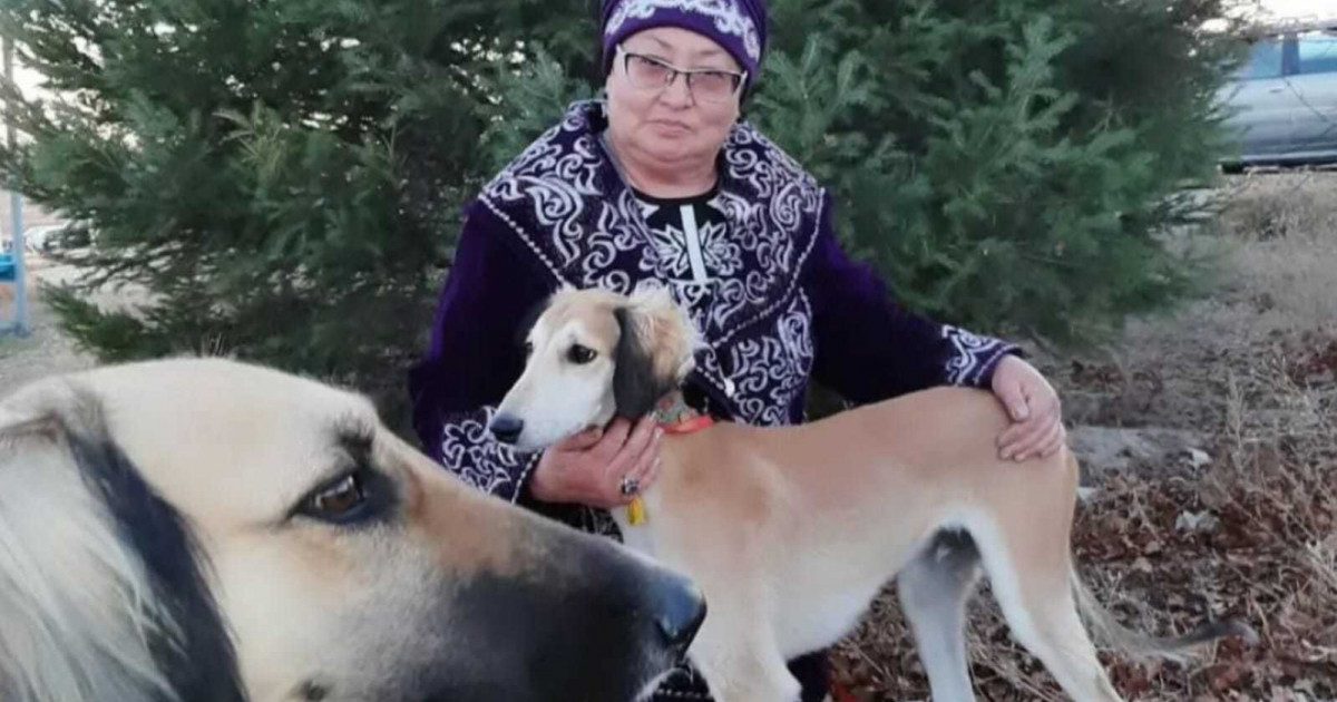 Қазақ тазысын қалай әлемдік брендке айналдырамыз?