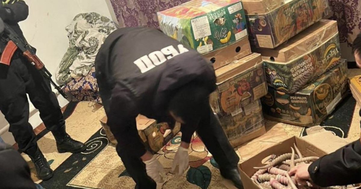 БҚО-да 2 мыңнан астам киік мүйізі тәркіленді