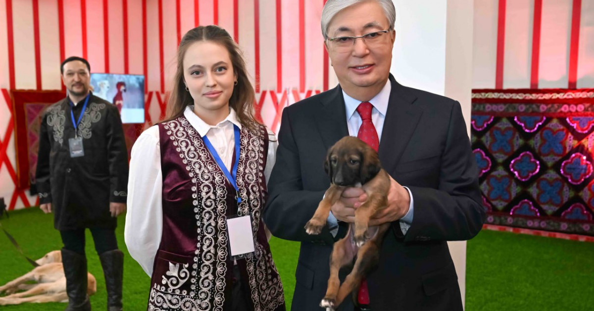 Асыл тұқымды тазы өсіруші Президентке тазының күшігін сыйға тартты