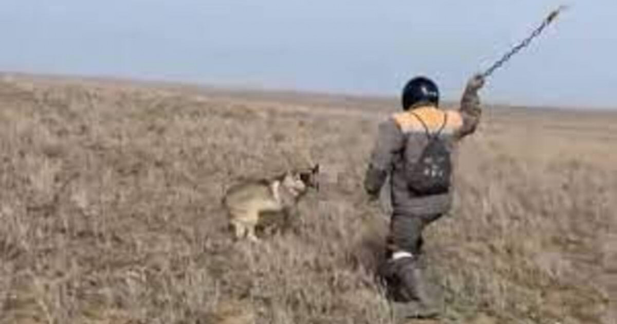 Қасқырды шынжырмен ұрып өлтірген азаматтың үстінен қылмыстық іс қозғалды