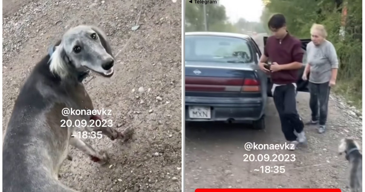 Алматы облысында әйел тазы итті көлігімен сүйреген (ВИДЕО)