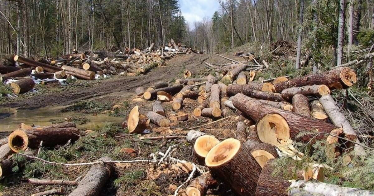 «Ертіс орманының» басшылары заңсыз ағаш кесті деген күдікке ілінді