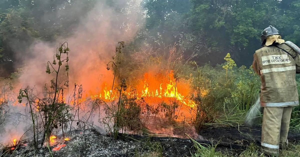 14 адамның өмірін жалмаған Семей орманындағы өртке не себеп болғаны анықталды