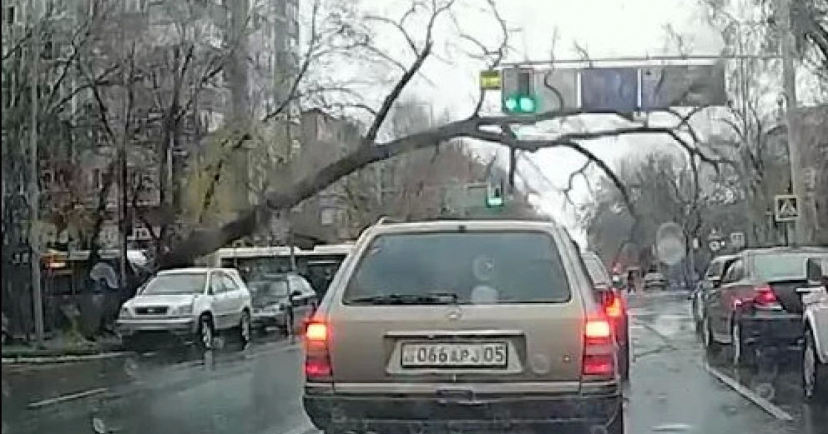Алматыда үлкен ағаш құлап, жолды жауып қалды (ВИДЕО)