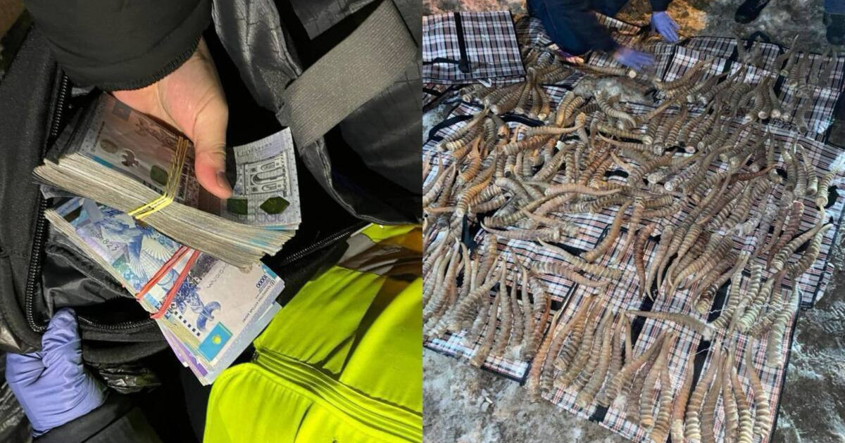 Қостанай облысында шетелдіктен құны 2 млрд теңге болатын ақбөкен мүйіздері тәркіленді