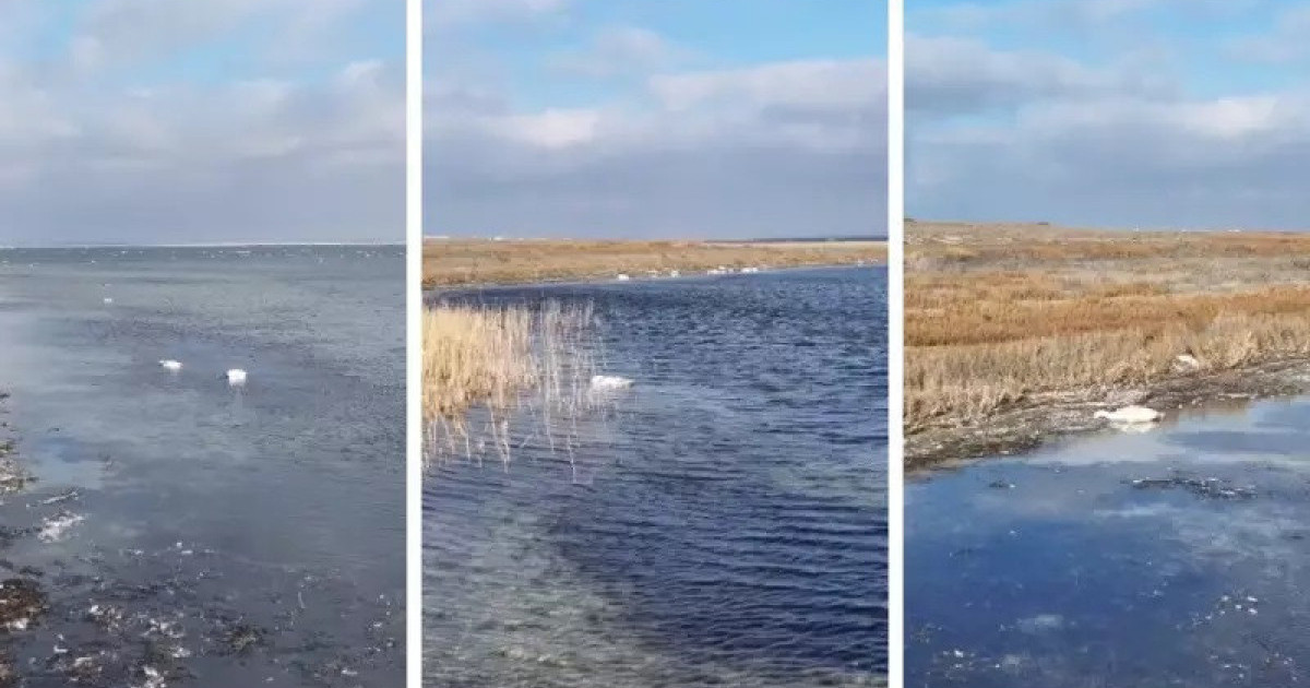Ақтауда аққулардың қырылуына қатысты әкімшілік істер қозғалды