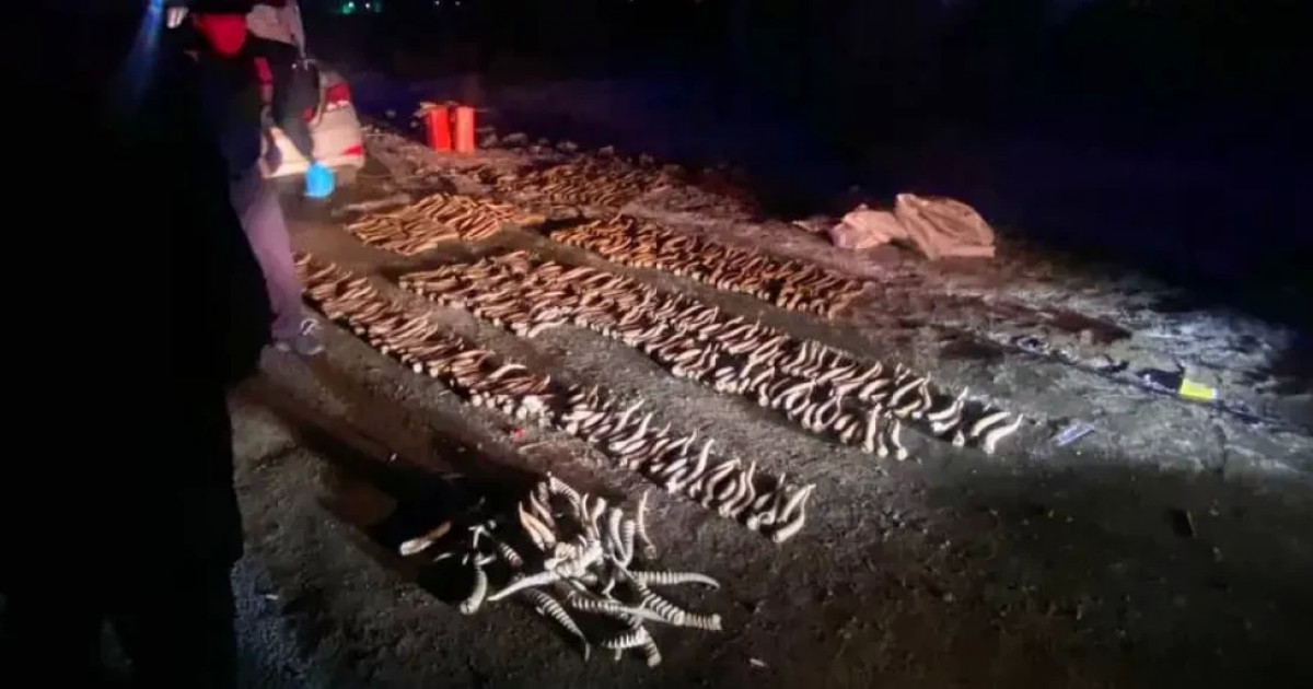 Оралда браконьерден 600 киік мүйізі тәркіленді