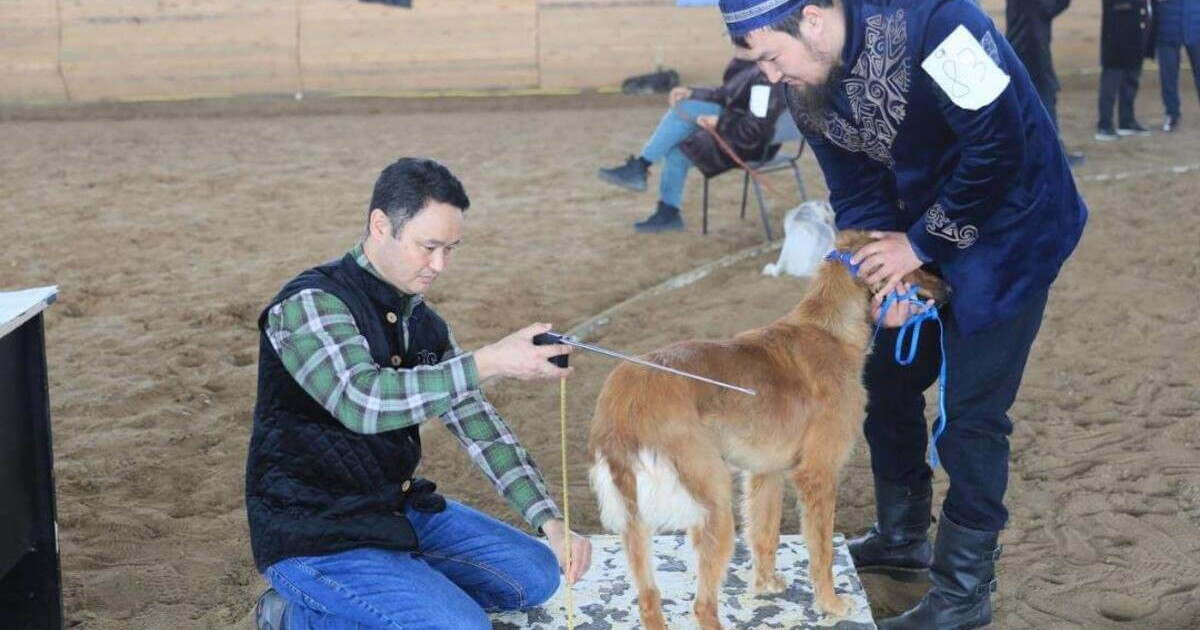 Ақтөбеде қазақы тазылардың көрмесі өтті