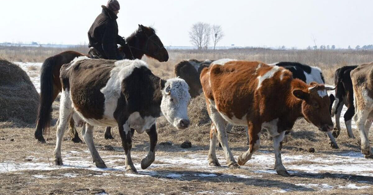 Ақмола облысында мал ұрлығын кәсіп еткен екі азамат сотталды