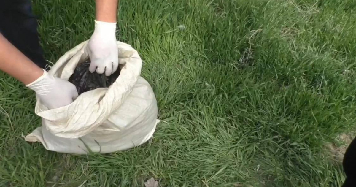 Шу тұрғынынан құны 5 млн теңгеге бағаланған гашиш тәркіленді