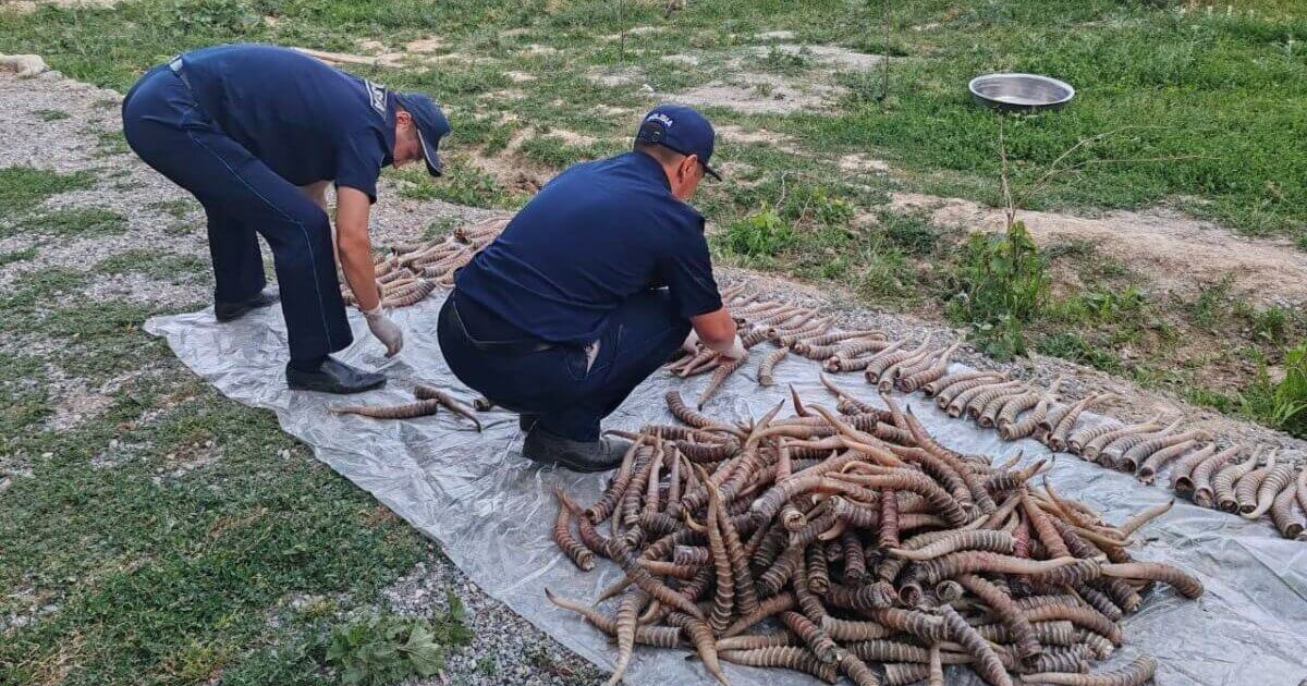1,2 млрд теңге шығын: Жетісу облысында ақбөкен мүйізін заңсыз сақтаған күдікті ұсталды
