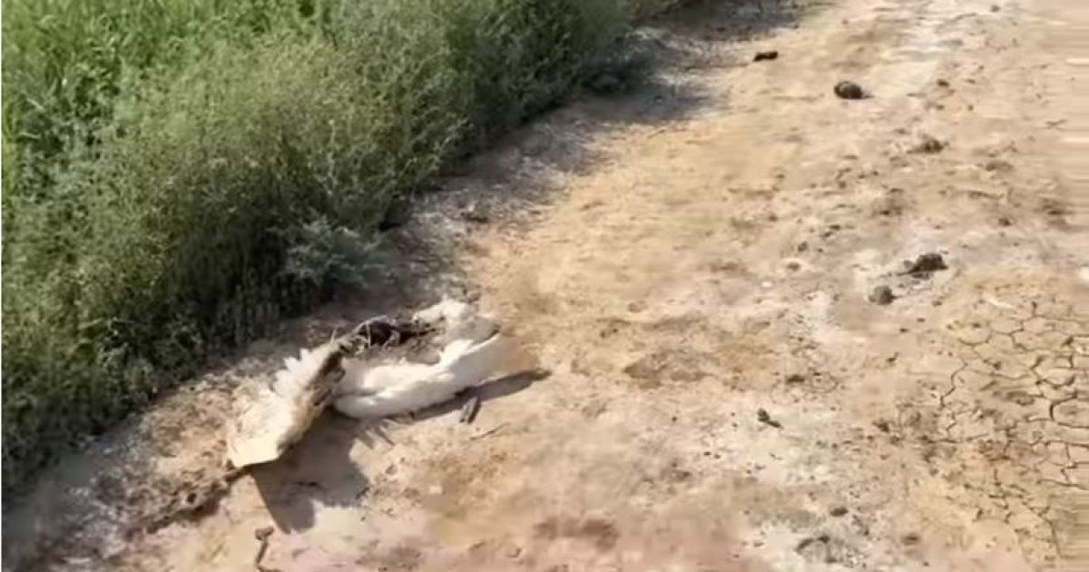 Атырау қаласының сыртында құстар қырылып жатыр