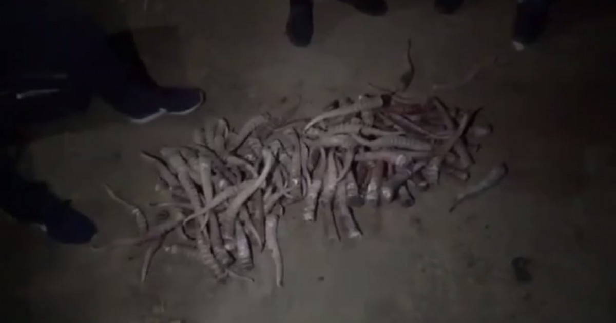 Ақтөбе облысында шопандардан 300 астам ақбөкен мүйізі тәркіленді