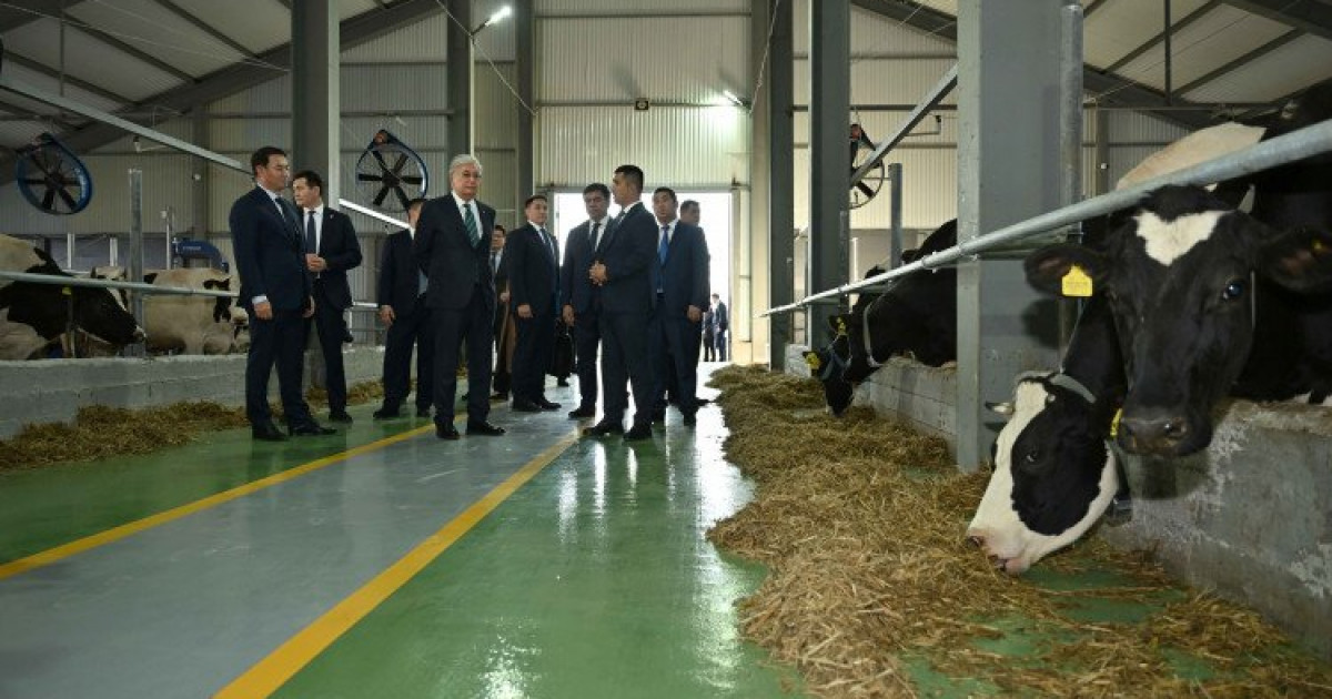 Мемлекет басшысы «Бөрте Милка» тауарлы сүт фермасымен танысты
