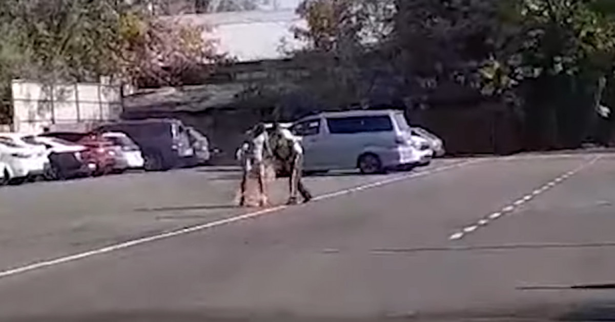 Алматыда көлігін, сосын өзін өртеп жіберген азамат көз жұмды