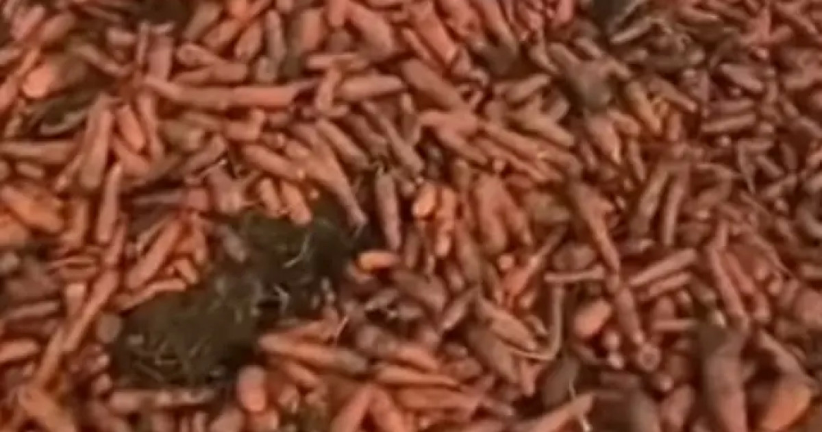 Павлодар облысында сәбіз бен картоп далада шашылып жатыр