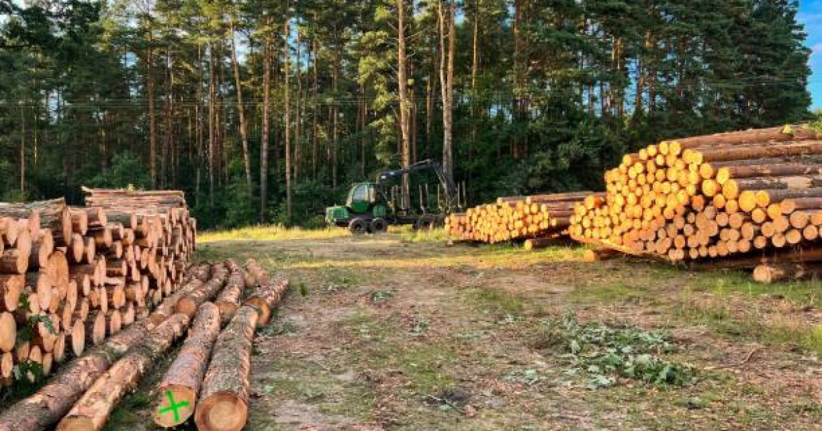Қостанайда орман шаруашылығы басшысы 21 млрд теңге төлеуге міндеттелді