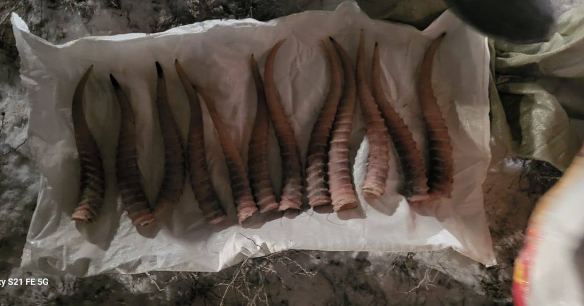 Қармақшы ауданында браконьердің көлігінен 12 қап киік мүйізі табылды