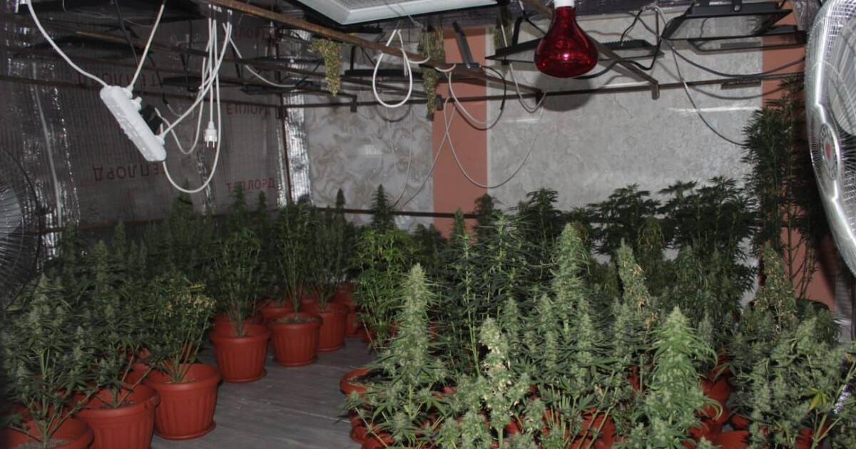 Қызылорда облысында есірткі өсіретін фитозертхананың жұмысы тоқтатылды