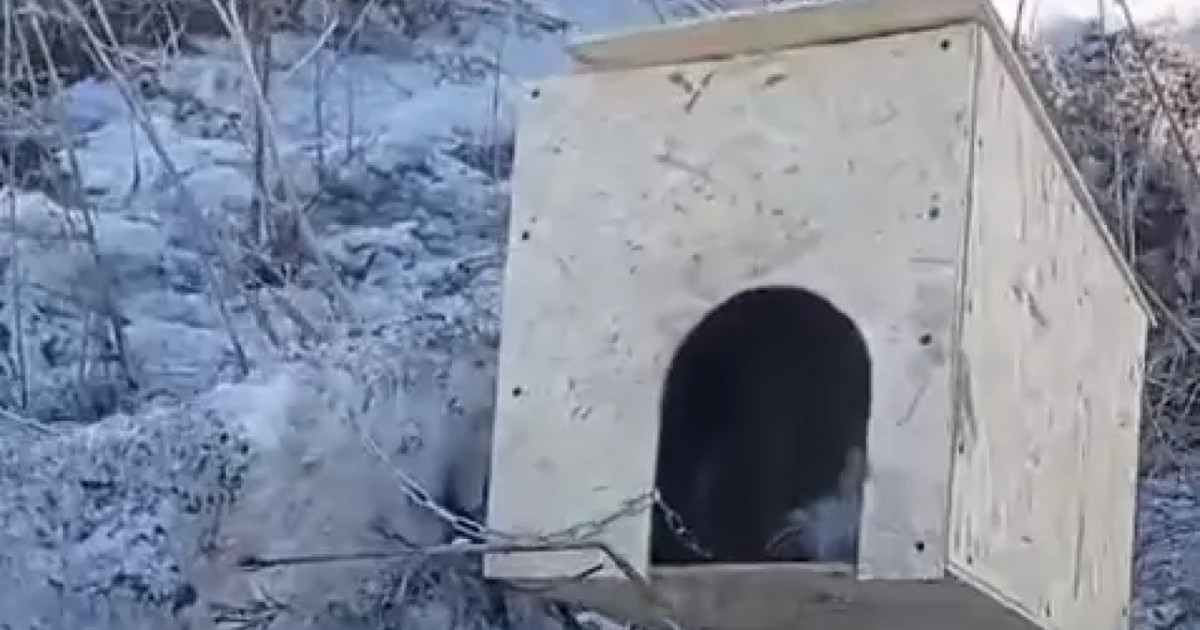 ШҚО-да белгісіз біреулер байлаулы тұрған күшікті өртеп жіберген