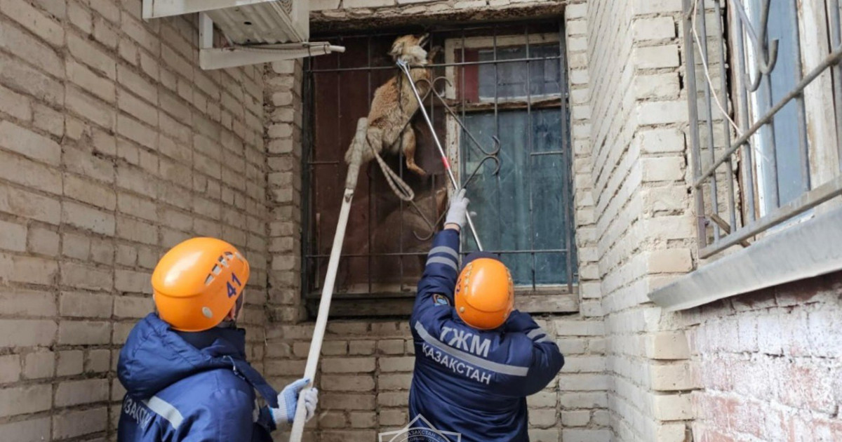 Оралда тұрғын үйдің терезесіне түлкі кептеліп қалған