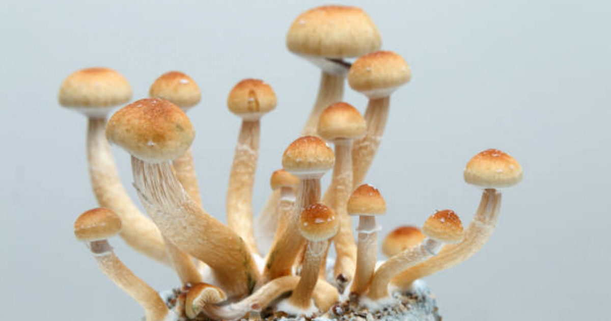 "Саңырауқұлақтан": 21 жастағы жігіт өз көзіне өзі қарындаш сұғып қаза тапқан