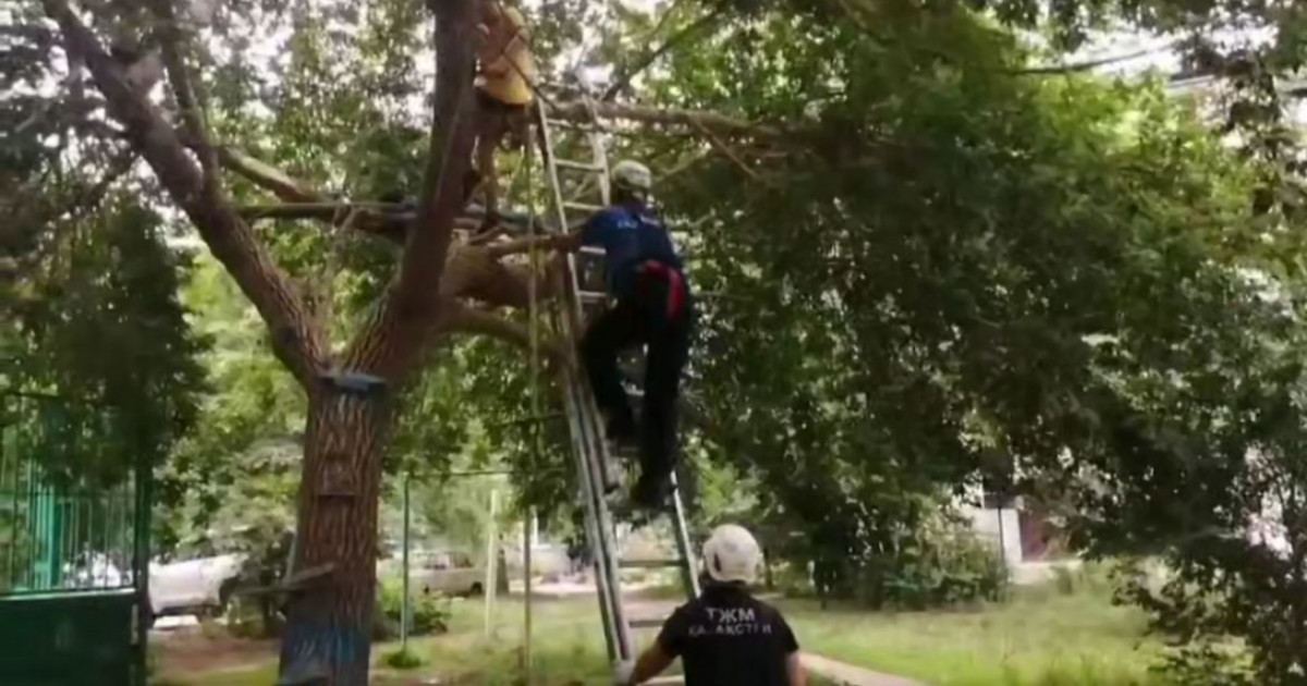 Өскеменде ағашқа өрмелеп түсе алмай қалған 11 жастағы бала құтқарылды (ВИДЕО)